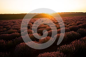 Beautiful lavender field. Summer sunset landscape, horizon with sunburst.