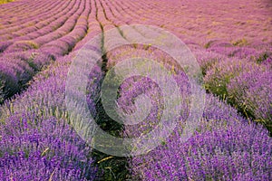 Beautiful lavender field sunset. Closeup lavender bushes