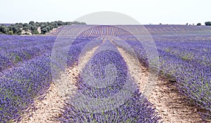 Beautiful lavender fields blossom in La Alcarria, Spain photo