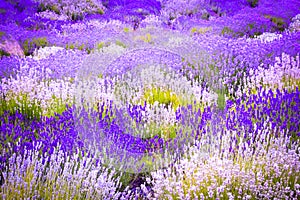 Beautiful Lavender fields in England, UK