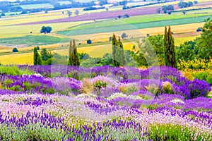 Beautiful Lavender fields in England, UK