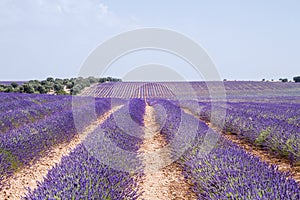 Beautiful lavender fields in La Alcarria, Spain photo