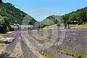 Beautiful lavender fields and mountains near the Abbey of Senanque, Provence, France