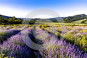 Bellissimo lavanda campo più vicino 