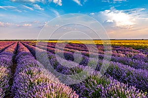 Beautiful lavender fields near Stara Zagora Bulgaria