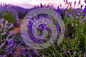 Bellissimo lavanda campo più vicino 