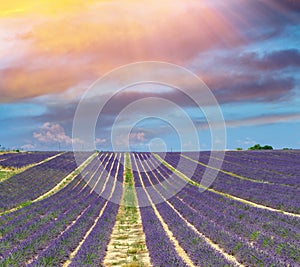 Beautiful lavender fields of Provence, France in July