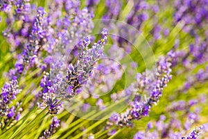 Beautiful lavender fields of Provence, France in July