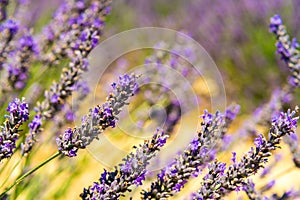 Beautiful lavender fields of Provence, France in July