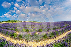 Beautiful lavender fields of Provence, France in July