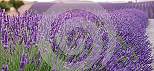 Beautiful lavender fields at sunset time. Valensole. Provence