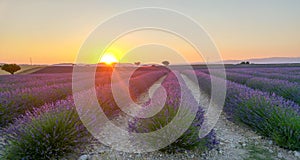 Beautiful lavender fields at sunset time. Valensole. Provence