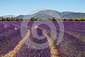 Beautiful lavender fields in Valensole plateau, Provence, France