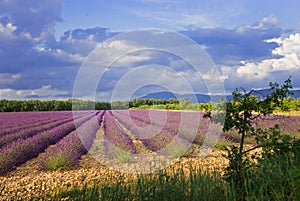 Beautiful lavender fields. Valensole,Provence.