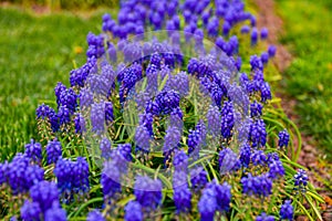 Beautiful lavender flover