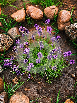 Beautiful lavender in flower bed