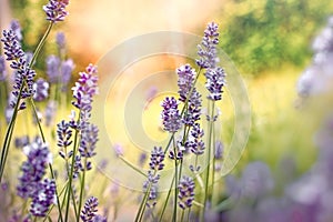 Beautiful lavender flower in flower garden, selective and soft focus on lavender flower
