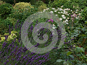 Beautiful garden flowerbed with assorted flowers including lavender and daisies