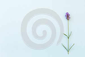 Beautiful lavender flowers on the background top view. Flat lay style.