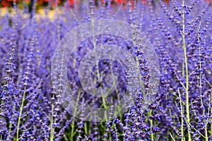 Beautiful lavender flowers bloom in the garden in summer, lavender background, perfumery. Bushes of lavender purple aromatic