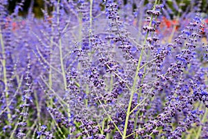 Beautiful lavender flowers bloom in the garden in summer, lavender background, perfumery. Close up Bushes of lavender flowers