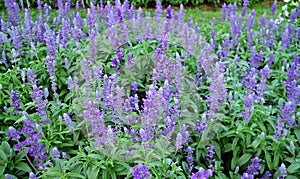 Beautiful Lavender Flowers Blooming in the Field