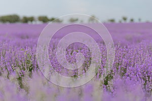 Beautiful lavender flowers closeup in blur background