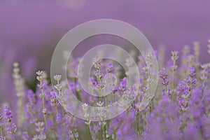 Beautiful lavender flowers closeup in blur background