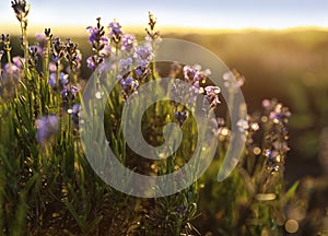 Beautiful lavender flowers in field on  day