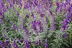 Beautiful lavender flowers field on a sunny day