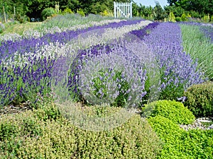 Beautiful lavender flowers in full bloom