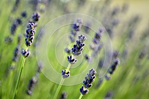 Beautiful lavender flowers growing in field