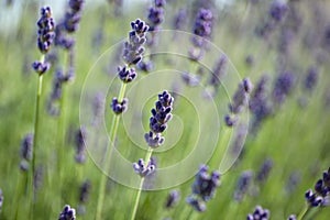 Beautiful lavender flowers growing in field
