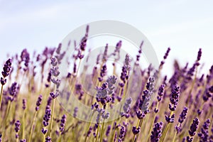 Beautiful lavender flowers growing in field