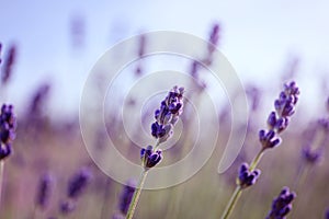 Beautiful lavender flowers growing in field