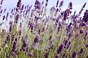 Beautiful lavender flowers growing in field