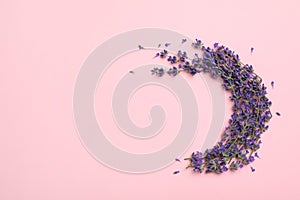 Beautiful lavender flowers on pink background, flat lay. Space for text