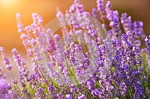 Beautiful lavender flowers and the sun`s rays on a lavender field during sunset