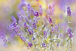 Beautiful lavender flowers from Vojvodina (Serbia)