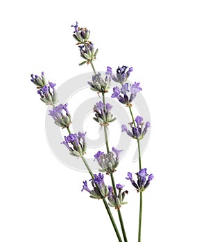 Beautiful lavender flowers on white background, closeup