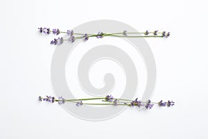 Beautiful lavender flowers on background, flat lay. Space for text