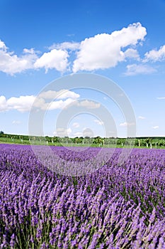 Beautiful lavender lavandula flowering plant purple field, sunlight soft focus, background copy space