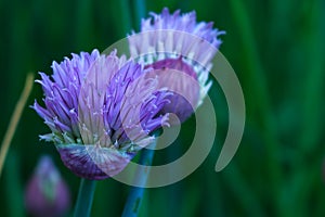 Beautiful lavender onion chive flower