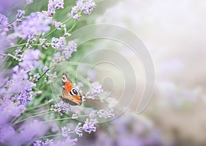 Beautiful lavender in the rays of light with flying butterflies, a fairy tale landscape, banner photo