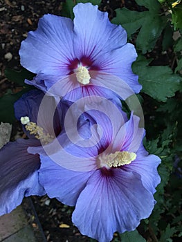Beautiful Lavender Rose of Sharon in Wellesley, MA