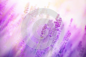 Beautiful lavender