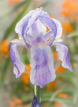 Beautiful Lavender White Bearded Iris Flower