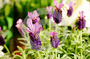 Beautiful lavenders blooming