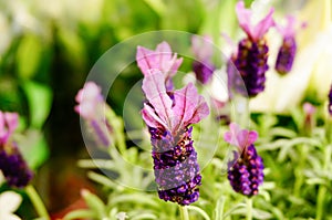 Beautiful lavenders blooming