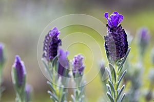 Beautiful lavenders blooming. Lavandula stoechas French lavender, Spanish lavender, Topped lavender